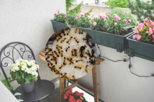 piante in balcone e formiche