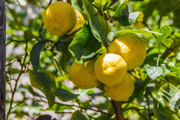 limoni attaccati all'albero