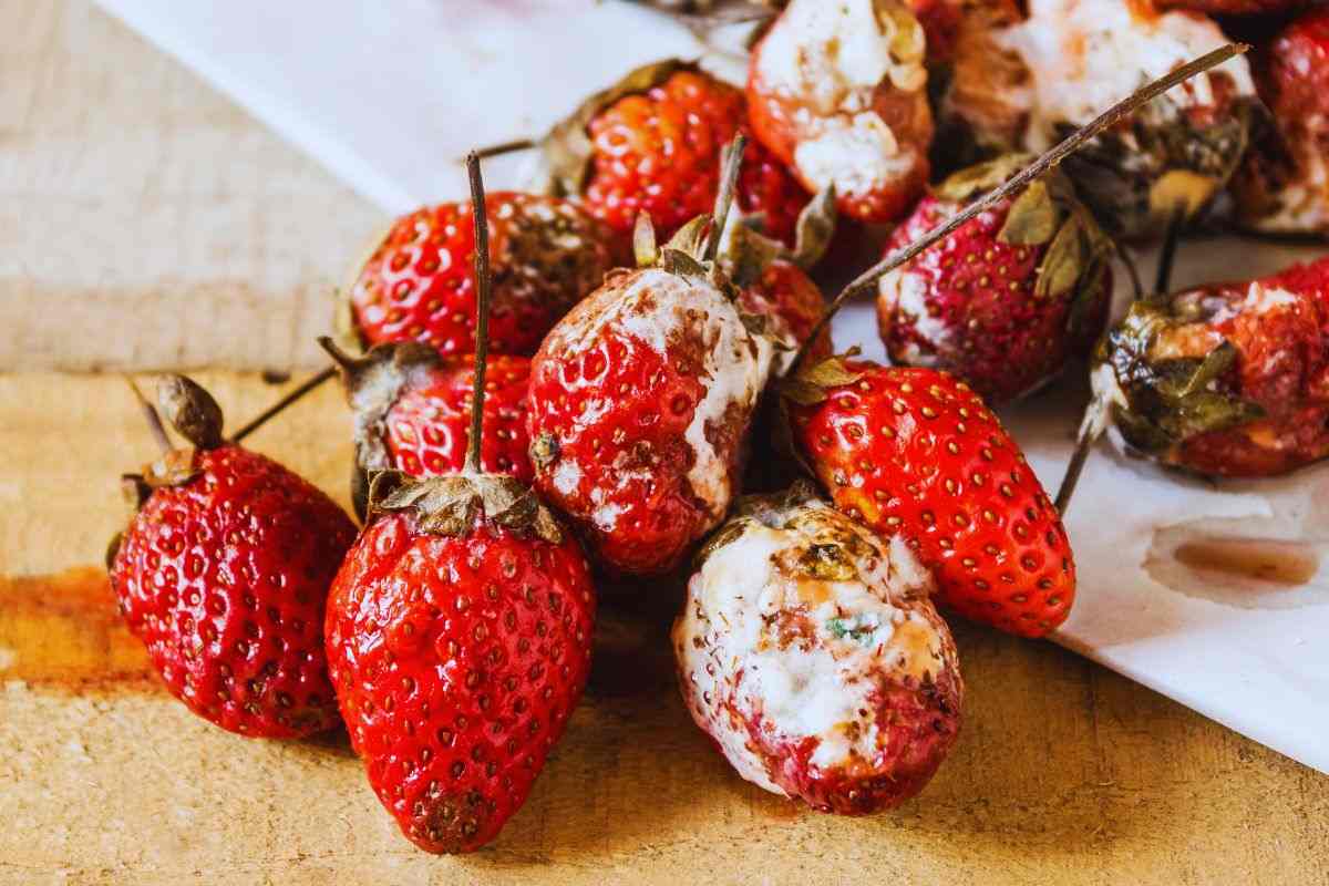 fragole marce