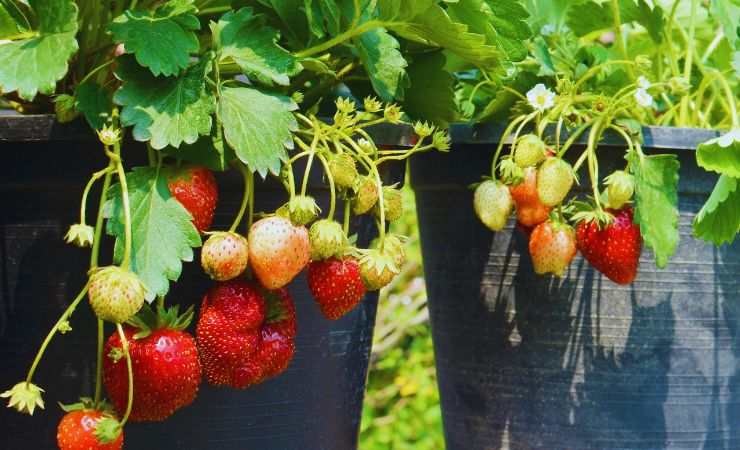 due piante di fragole