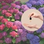 ortensie e nel cerchietto un contagocce