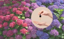 ortensie e nel cerchietto un contagocce