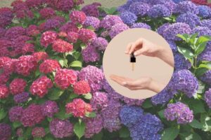 ortensie e nel cerchietto un contagocce