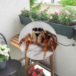 piante sul balcone e un ragnetto nel cerchio