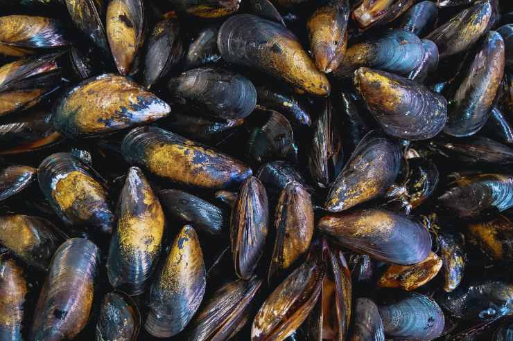cozze