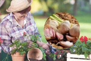 una nonna sistema piante e nel cerchietto dell'aglio