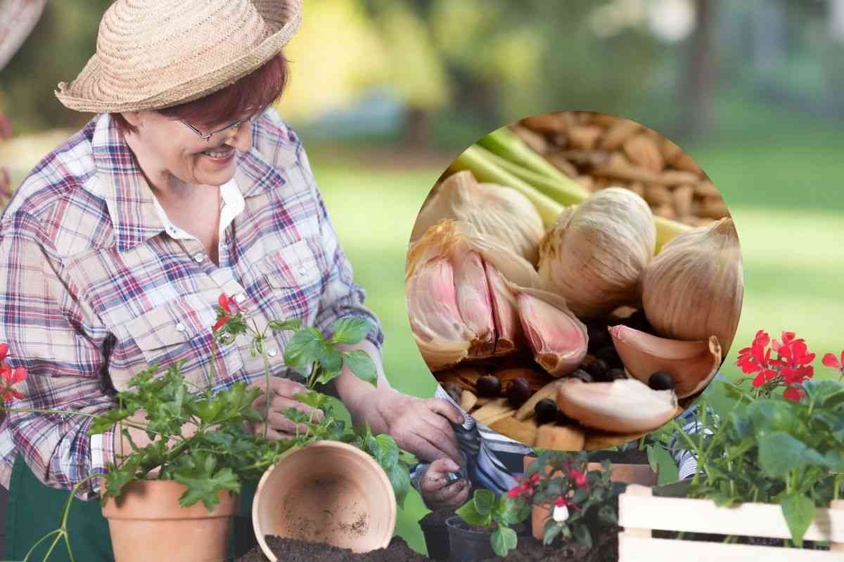 una nonna sistema piante e nel cerchietto dell'aglio