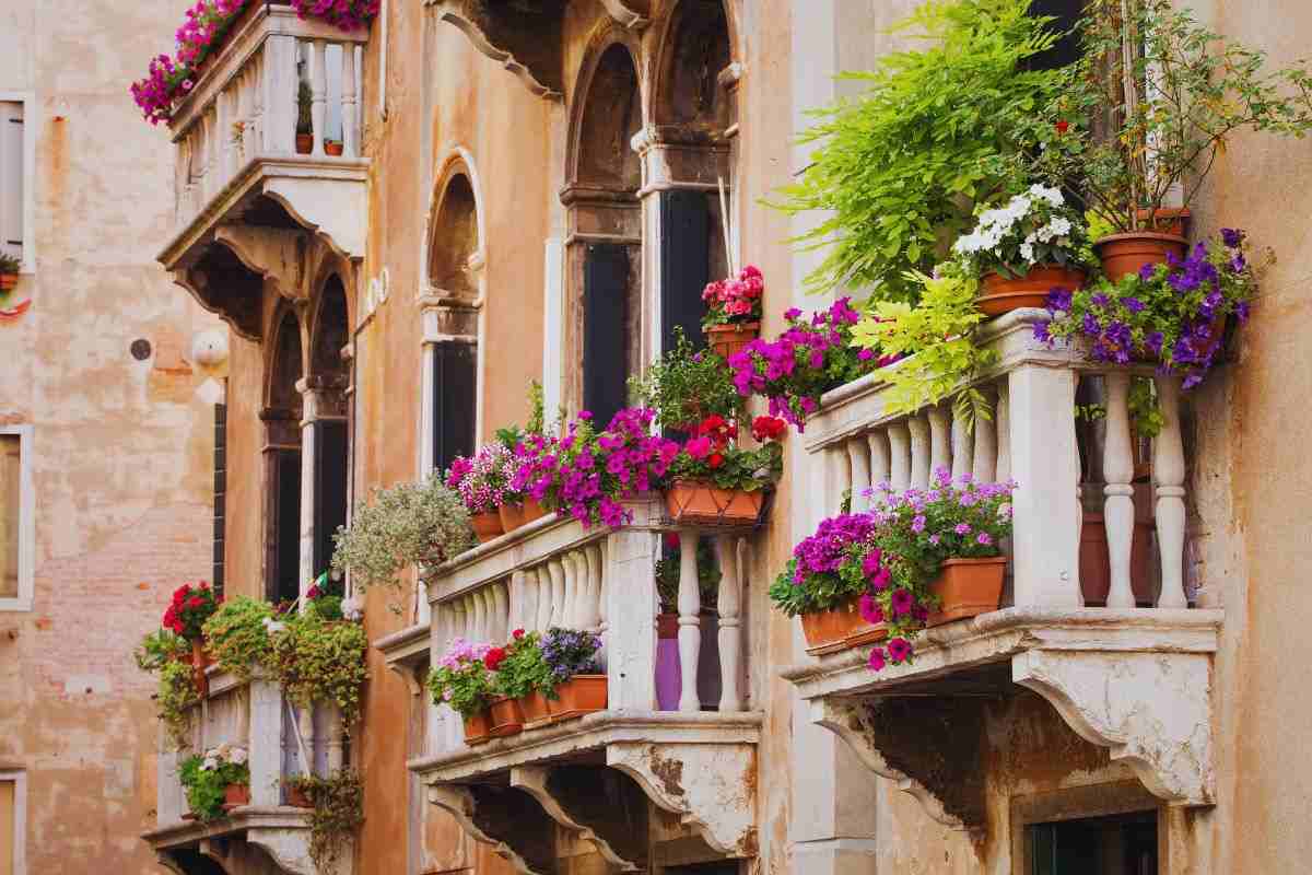 piante su un terrazzo