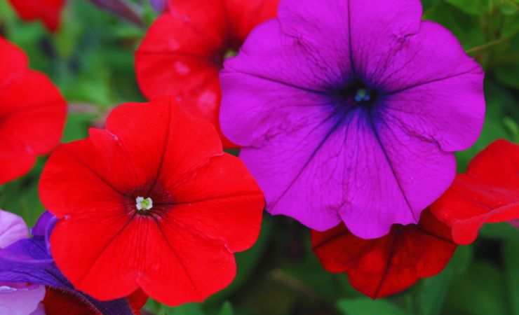 fiori