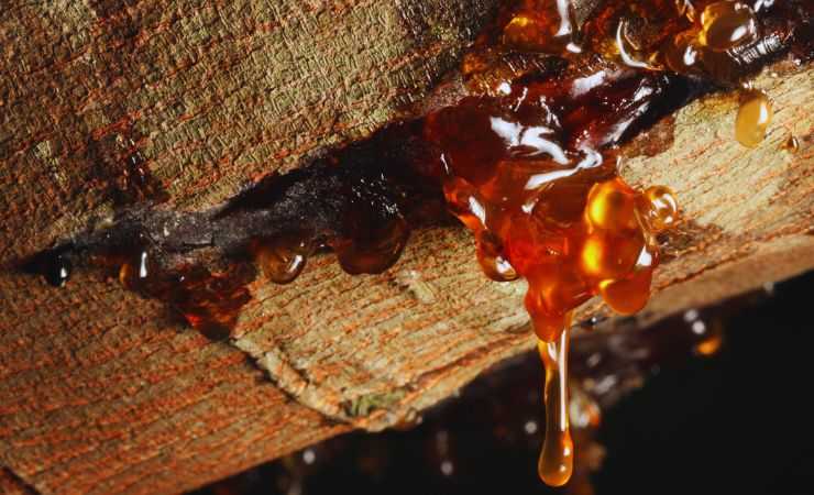 resina che cola da un albero
