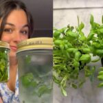 ragazza con barattoli di basilico