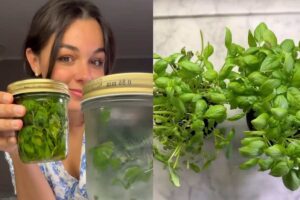 ragazza con barattoli di basilico