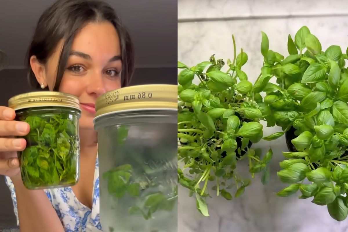 ragazza con barattoli di basilico