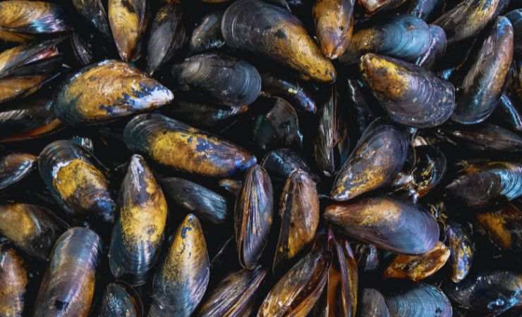 cozze chiuse