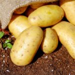 patate su terreno