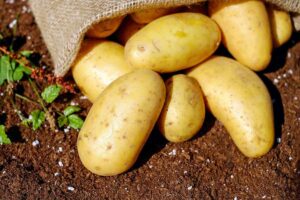 patate su terreno