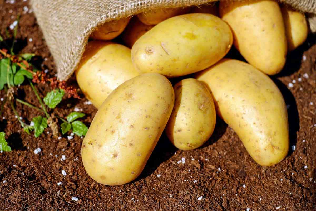 patate su terreno