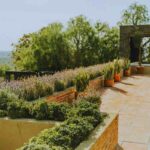 piantine sul terrazzo