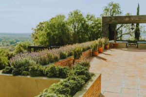piantine sul terrazzo