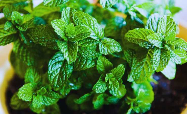una piantina di menta