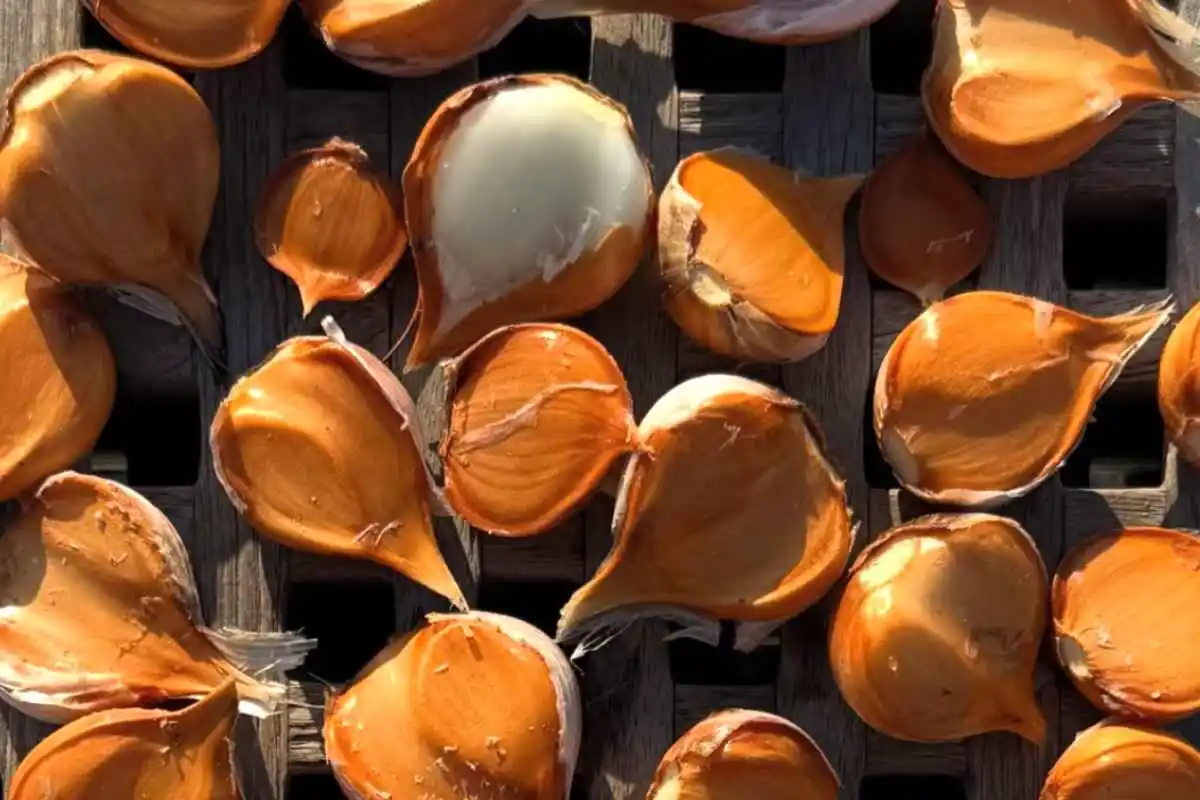 Aglio sparso essiccato al sole