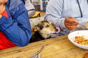 Cane che si lecca i baffi mentre guarda piatto pieno