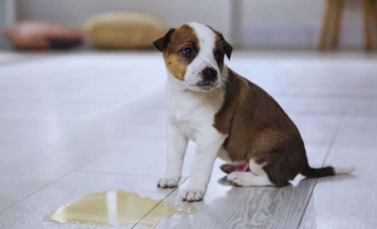 cane pipì in casa