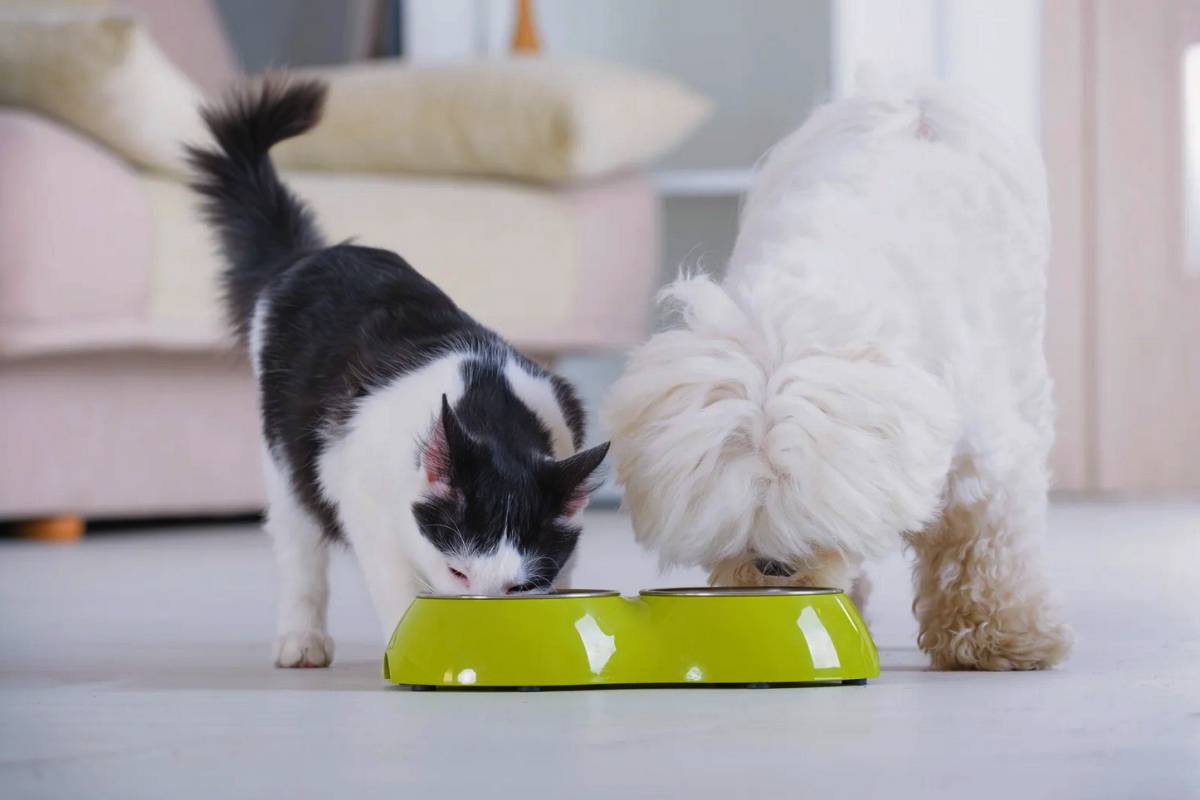 Cane e gatto che mangiano dalle ciotole