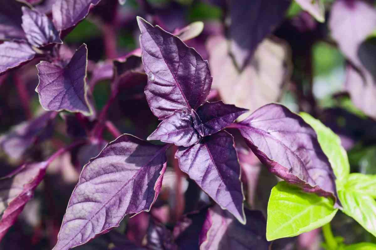 Foglie di basilico viola