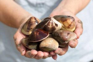 Persona che tiene in mano vongole