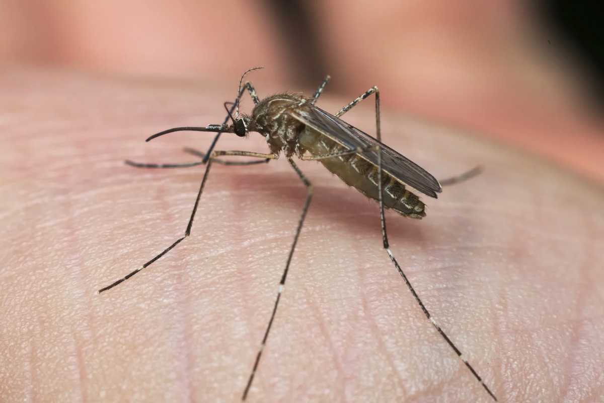Zanzara comune posata sulla pelle