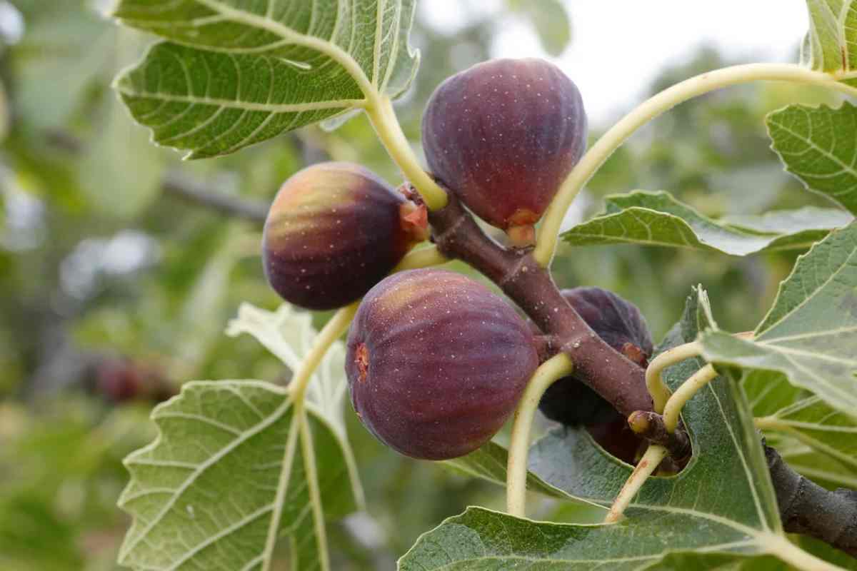 Tre fichi sulla pianta