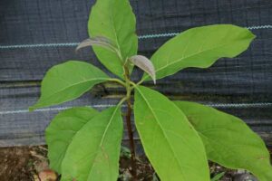 pianta