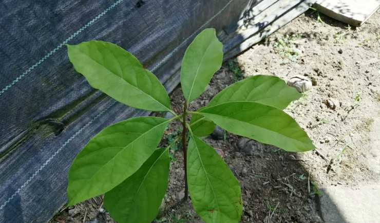 pianta avocado