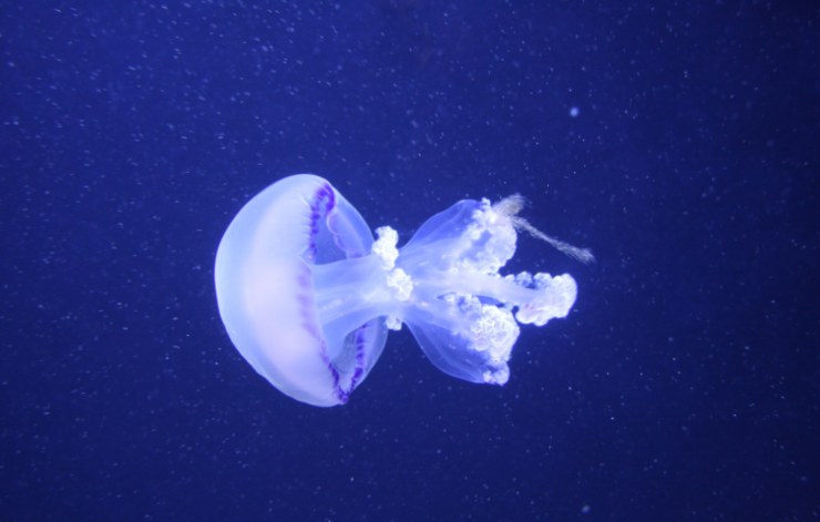 medusa in mare
