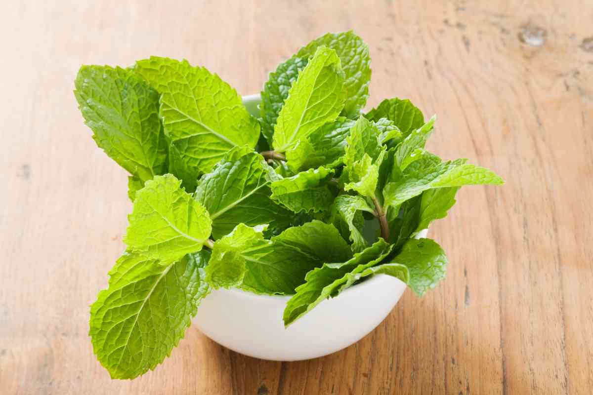 Pianta di menta in un vaso