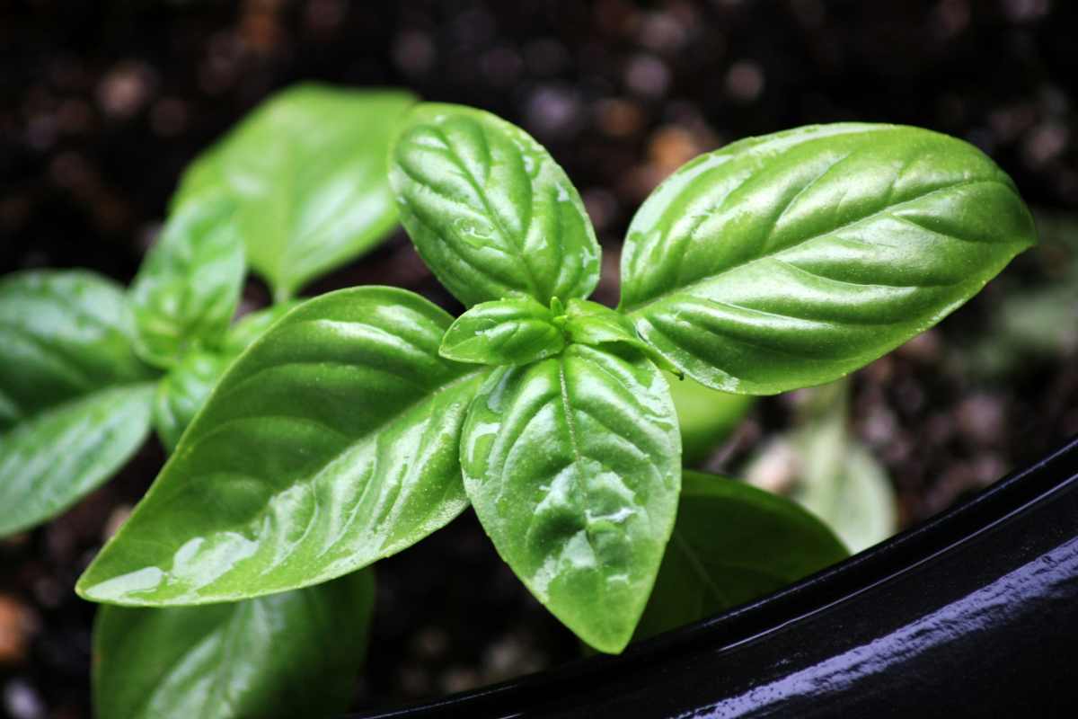 Foglie di basilico genovese