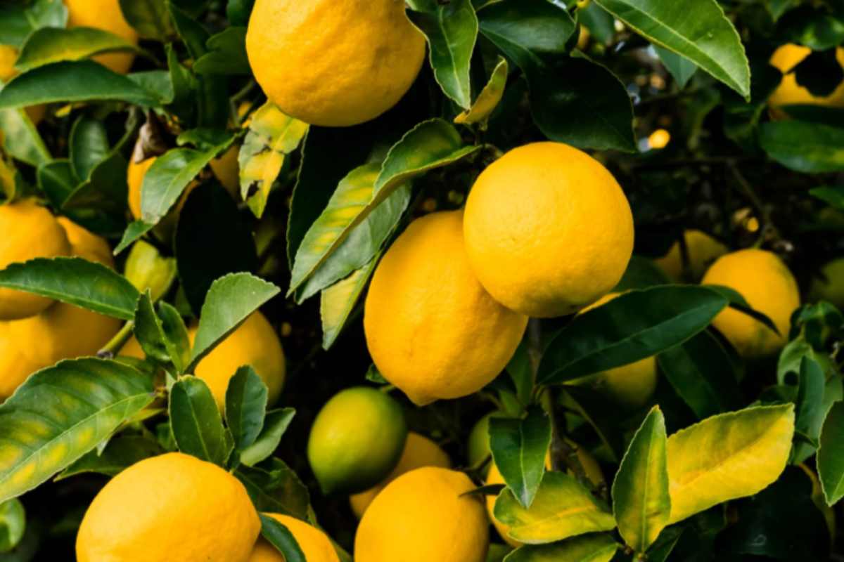 limoni attaccati all'albero