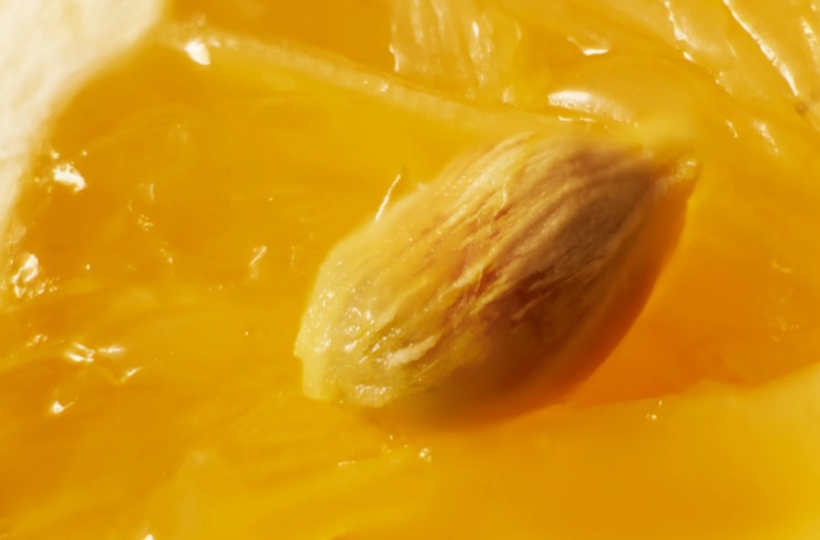 limone con dentro un seme