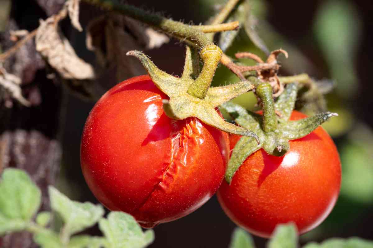 Pomodori con spaccatura sulla buccia