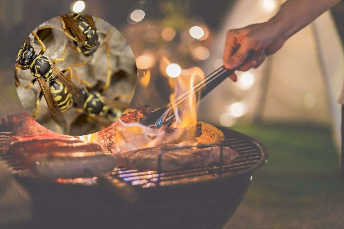 barbecue e nido vespe